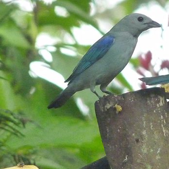 Blue-grey tanager in exhibit