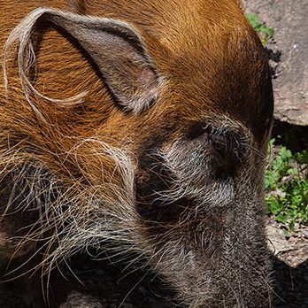 Red river hog in exhibit