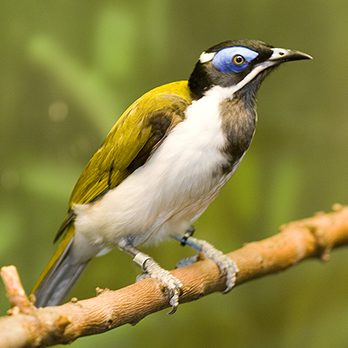 Blue-faced honeyeater in exhibit