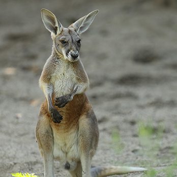 Red kangaroo in exhibit