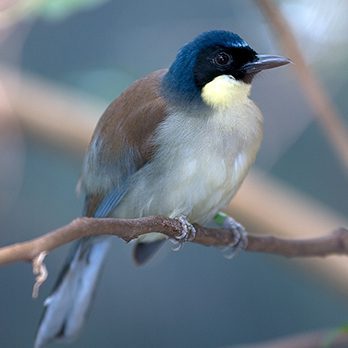 Blue-crowned laughingthrush in exhibit