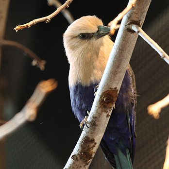 Blue-bellied roller in exhibit