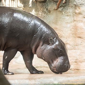 Pygmy hippopotamus in exhibit
