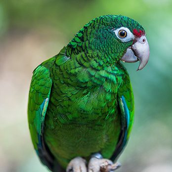 Puerto Rican parrot in exhibit