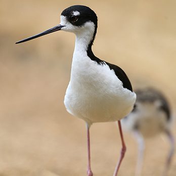 black-necked stilt in exhibit