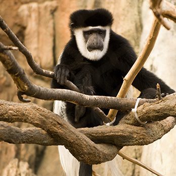 Black-and-white colobus monkey in exhibit