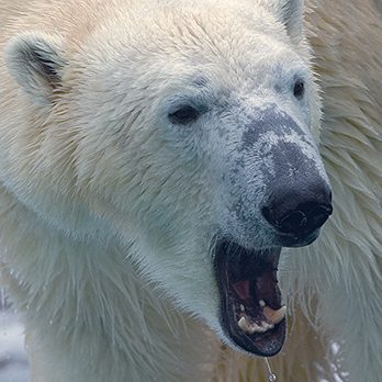 Polar bear in exhibit