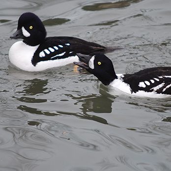 Barrow's goldeneye in exhibit