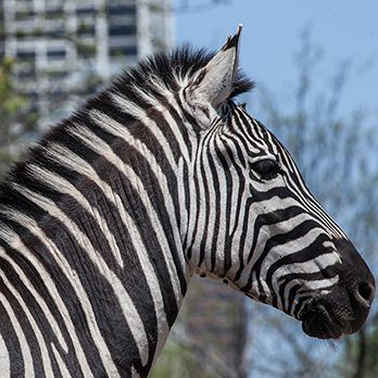 Plains zebra in exhibit