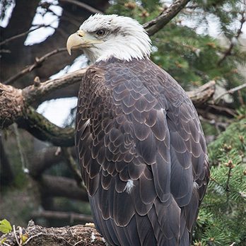 Bald eagle in exhibit