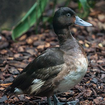 Baer's pochard in exhibit