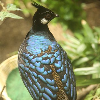 Palawan peacock pheasant in exhibit