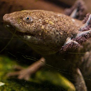 Axolotl in exhibit