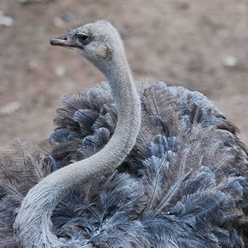 Ostrich in exhibit