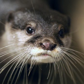 Asian small-clawed otter in exhibit