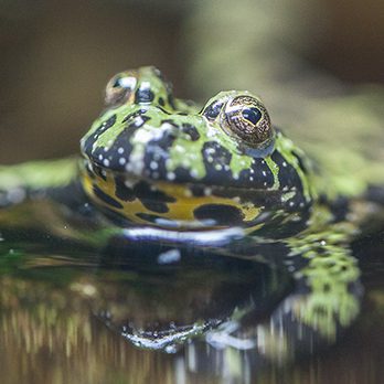 Oriental fire-bellied toad in exhibit