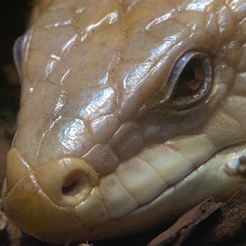 Northern blue-tongued skink in exhibit