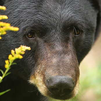 American black bear in exhibit