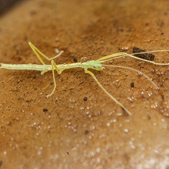 Northern walkingstick in exhibit