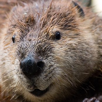 American beaver in exhibit