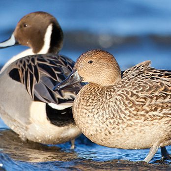 Northern pintail in exhibit