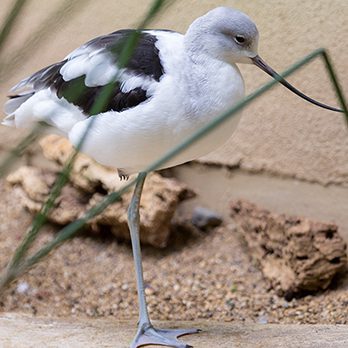 American avocet in exhibit