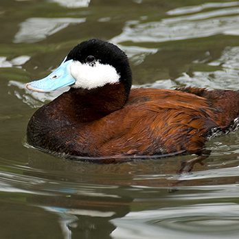 North American ruddy duck in exhibit