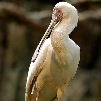 African spoonbill in exhibit