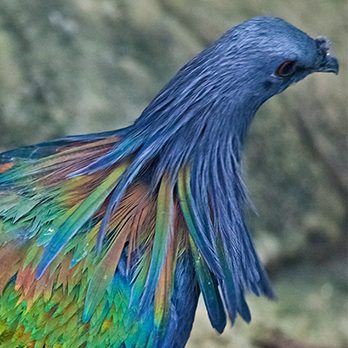 Nicobar pigeon in exhibit