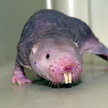 Naked mole rat in exhibit