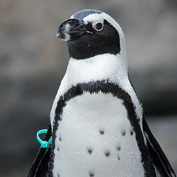 African penguins face extinction, please help us prevent that from