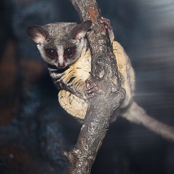 Moholi bushbaby in exhibit