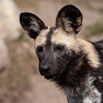 African painted dog in exhibit