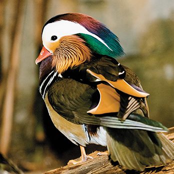 Mandarin duck in exhibit