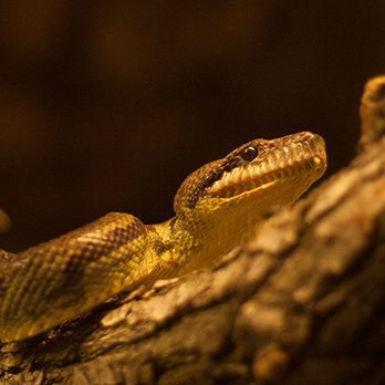 Madagascar tree boa in exhibit