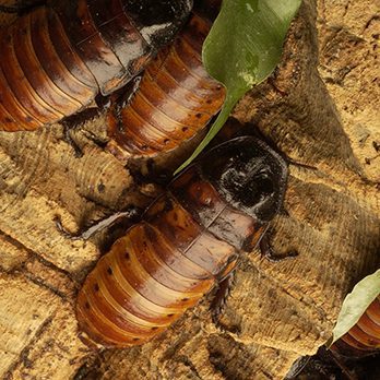 Madagascar hissing cockroach in exhibit