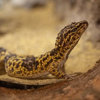 Leopard gecko in exhibit