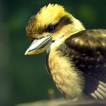 Laughing kookaburra in exhibit