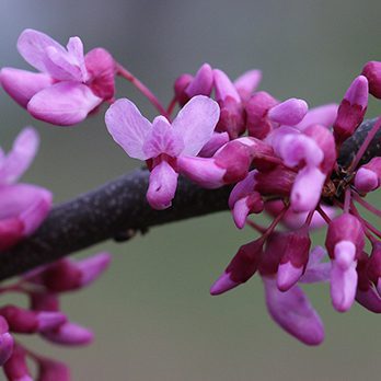 Eastern Redbud | Lincoln Park Zoo