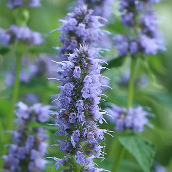 Blue fortune agastache