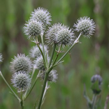 Rattlesnake master