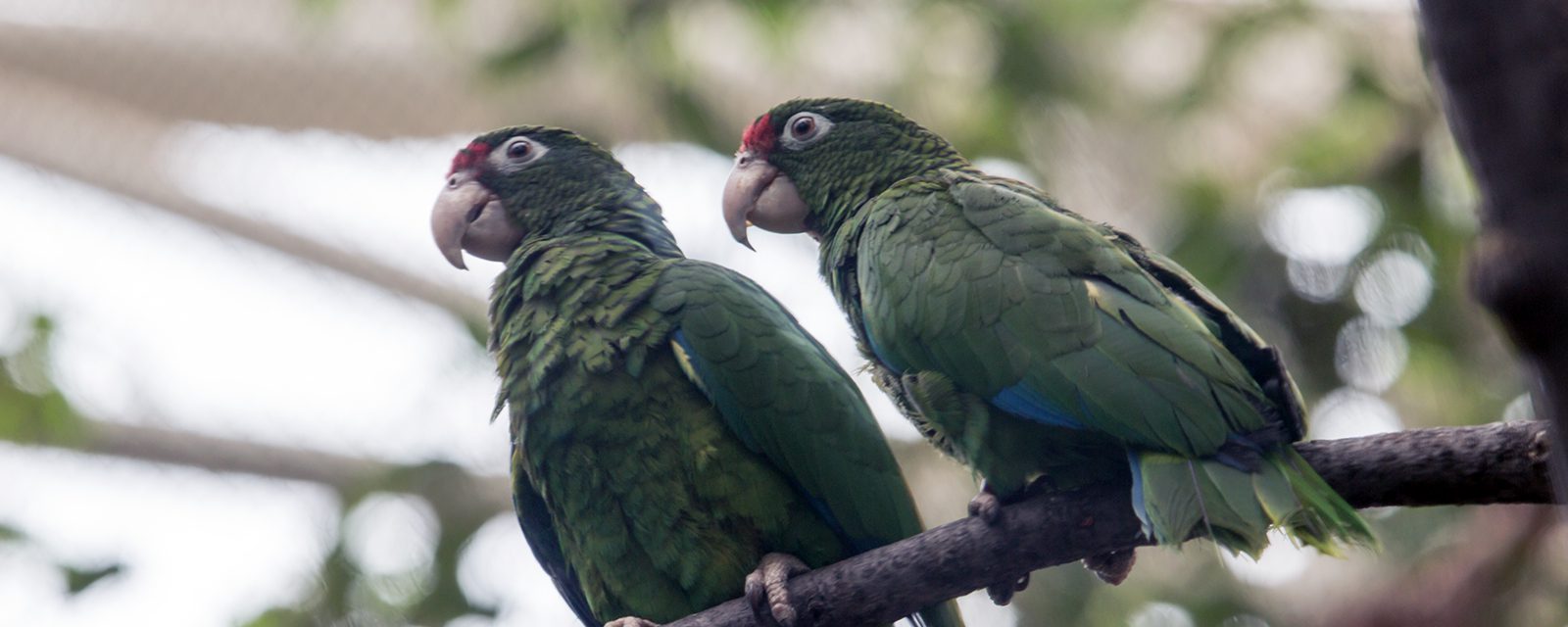 Two Puerto Rican parrots in exhibit
