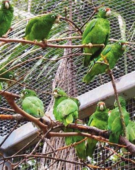 Puerto Rican parrots in a rehab facility in Puerto Rico