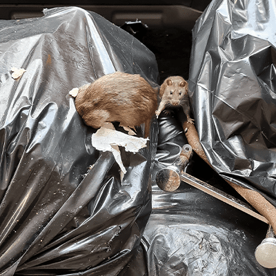 Surprising Science: Rattiest City?