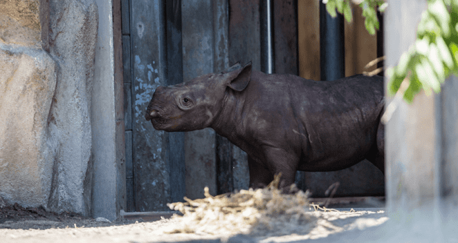 Eastern black rhino calf peeking out of behind-the-scenes space