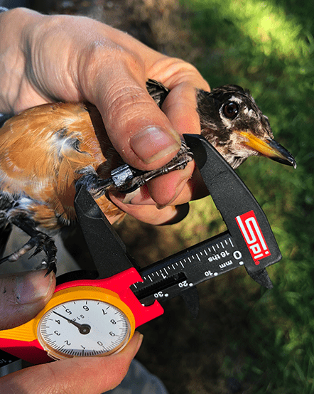 Conservationist measuring a bird