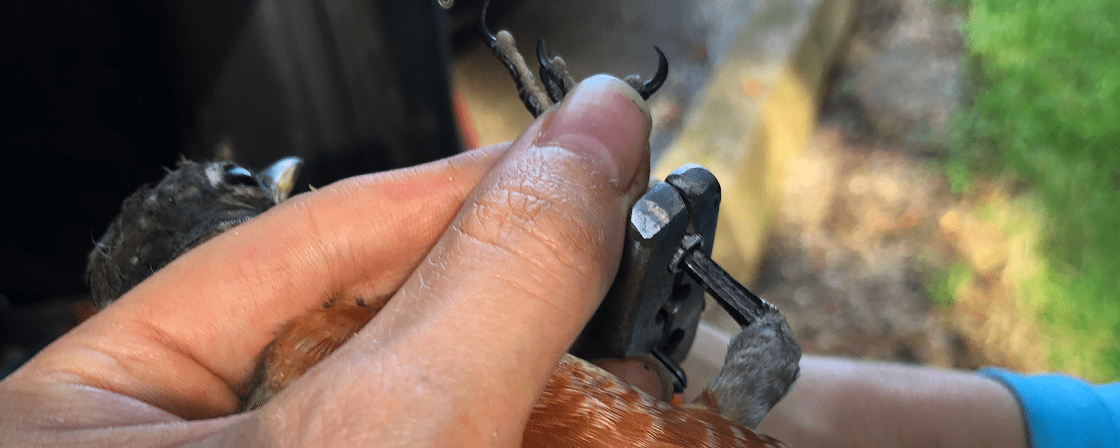 Songbird being tagged by conservationist