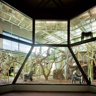 Western lowland gorillas socialize in exhibit