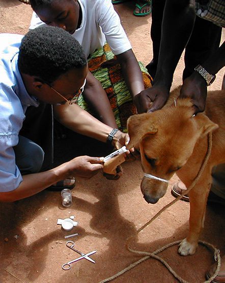 A dog receiving a vaccination