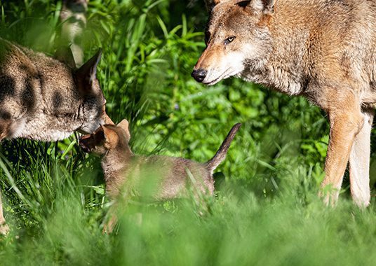 Red wolves and pup in exhibit